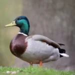 a beautiful wild duck taking flight over a serene lake, showcasing its vibrant plumage and swift wings in motion